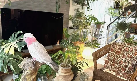 空間づくりの達人たち⑥|わが家は小さな熱帯。植物と動物が共存するアーバンジャングルができるまで