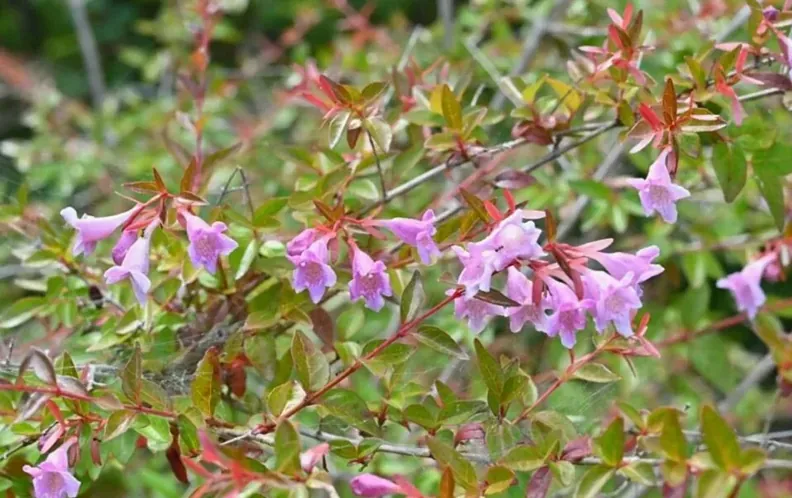アベリアってどんな花?その魅力と育て方、花あしらいの楽しみ方