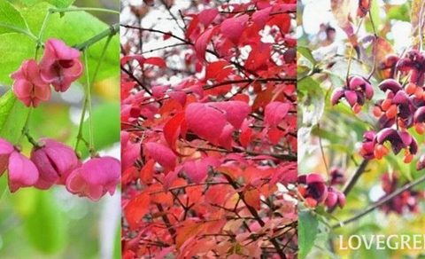 ニシキギ・ツリバナ・マユミ|実と紅葉が美しい庭木