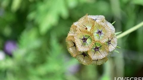 種の形がかわいい!スカビオサ・ドラムスティック|ドライフラワーにもなる花