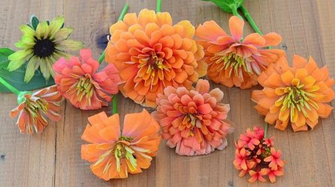 秋のガーデニング|おすすめの秋の花12種とお手入れのポイント