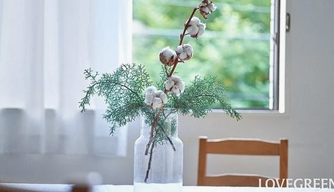 【植物で彩る季節感のある暮らし】コットンフラワー