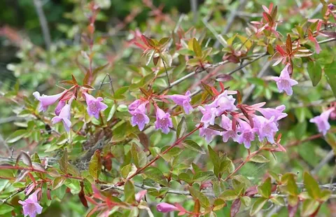 アベリアってどんな花?その魅力と育て方、花あしらいの楽しみ方