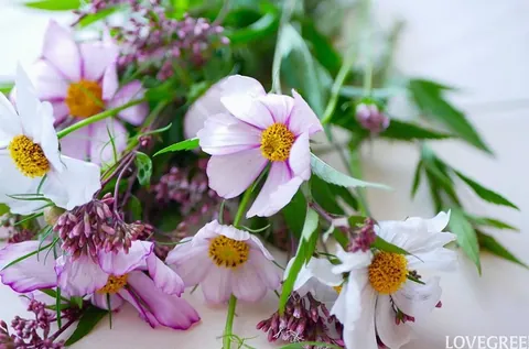 秋を感じる可憐な花。コスモスを長持ちさせる生け方とおしゃれな飾り方