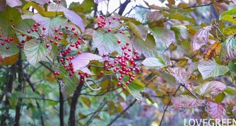 10月の庭|秋に咲く花と実、紅葉が美しい庭木と秋の庭仕事