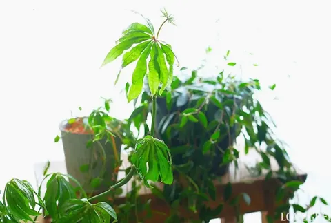 観葉植物のある暮らし|みずみずしい風を呼ぶインドアグリーンの魅力