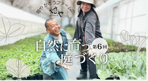 秋の庭を彩るグラス植物の魅力|自然に育つ庭づくり【9月】