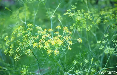 甘く爽やかに香るハーブ「フェンネル」|魅力・レシピ・育て方・花言葉まで